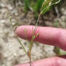 Juncus bufonius L.Juncus bufonius L.
