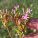 Centaurium erythraea  RafnCentaurium erythraea  Rafn