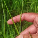 Glyceria fluitans (L.) R. Br.Glyceria fluitans (L.) R. Br.