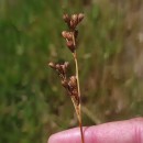 Juncus squarrosus L.Juncus squarrosus L.
