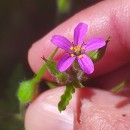 Geranium purpureum Vill.Geranium purpureum Vill.