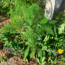 Foeniculum vulgare Mill.Foeniculum vulgare Mill.