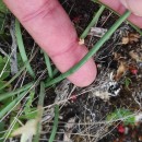 Narcissus triandrus L. subsp. triandrusNarcissus triandrus L. subsp. triandrus