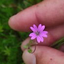 Geranium molle L.Geranium molle L.