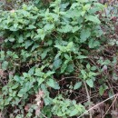 Scrophularia scorodonia L.Scrophularia scorodonia L.