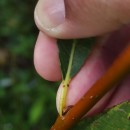 Salix alba L.Salix alba L.