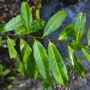 Prunus laurocerasus L.Prunus laurocerasus L.