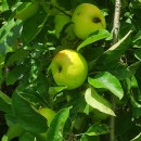 Malus domestica Borkh.Malus domestica Borkh.