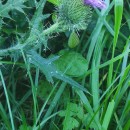 Cirsium vulgare (Savi) Ten.Cirsium vulgare (Savi) Ten.