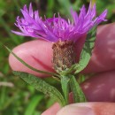 Centaurea nigra L. subsp. rivularis (Brot.) Cout.Centaurea nigra L. subsp. rivularis (Brot.) Cout.