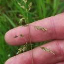 Poa pratensis L.Poa pratensis L.