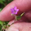 Geranium molle L.Geranium molle L.