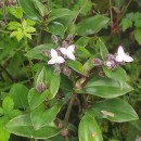 Tradescantia cerinthoides KunthTradescantia cerinthoides Kunth