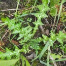 Galactites tomentosa MoenchGalactites tomentosa Moench