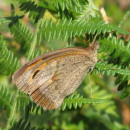 Maniola jurtina (Linnaeus, 1758)Maniola jurtina (Linnaeus, 1758)