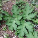 Heracleum sphondylium L. subsp. sphondyliumHeracleum sphondylium L. subsp. sphondylium