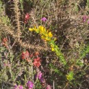 Ulex gallii Panch. subsp. breoganii (Castrov. & Valdés Berm.) Rivas Mart., T.E. Díaz, Fern. Prieto, Loidi & PenasUlex gallii Panch. subsp. breoganii (Castrov. & Valdés Berm.) Rivas Mart., T.E. Díaz, Fern. Prieto, Loidi & Penas