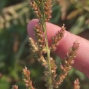 Echinochloa crus-galli (L.) Beauv.Echinochloa crus-galli (L.) Beauv.