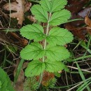 Erodium moschatum (L.) L’Her.Erodium moschatum (L.) L’Her.