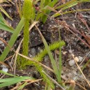 Lycopodiella inundata (L.) HolubLycopodiella inundata (L.) Holub