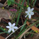 Simethis mattiazzii (Vand.) Sacc.Simethis mattiazzii (Vand.) Sacc.