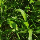 Plantago lanceolata L.Plantago lanceolata L.