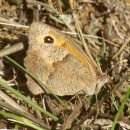 Maniola jurtina (Linnaeus, 1758)Maniola jurtina (Linnaeus, 1758)