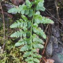 Asplenium adiantum-nigrum L. subsp. corunnense (Christ) Rivas Mart.Asplenium adiantum-nigrum L. subsp. corunnense (Christ) Rivas Mart.