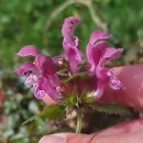 Lamium maculatum L.Lamium maculatum L.