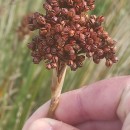 Juncus acutus L. subsp. acutus .Juncus acutus L. subsp. acutus .