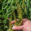 Rumex obtusifolius L.Rumex obtusifolius L.
