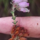 Erica tetralix L.Erica tetralix L.