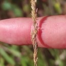 Linkagrostis juressi (Link) Romero García, Blanca & C. MoralesLinkagrostis juressi (Link) Romero García, Blanca & C. Morales