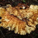 Identifícalas