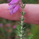 Erica tetralix L.Erica tetralix L.