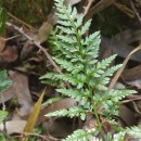 Asplenium onopteris L.Asplenium onopteris L.