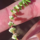 Illecebrum verticillatum L.Illecebrum verticillatum L.