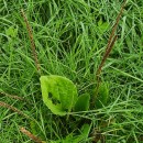 Plantago major  L.Plantago major  L.