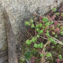 Sedum anglicum Huds.Sedum anglicum Huds.