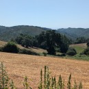 Quercus suber L.Quercus suber L.