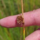 Juncus conglomeratus L.Juncus conglomeratus L.