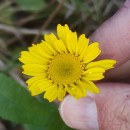 Coleostephus myconis (L.) Reichenb. fil.Coleostephus myconis (L.) Reichenb. fil.