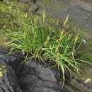 Plantago maritima L. subsp. serpentina (All.) Arcang.Plantago maritima L. subsp. serpentina (All.) Arcang.