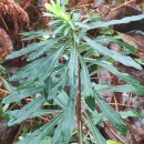 Euphorbia amygdaloides  L.Euphorbia amygdaloides L.