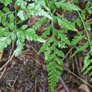 Asplenium onopteris L.Asplenium onopteris L.