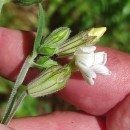 Silene latifolia Poir.Silene latifolia Poir.