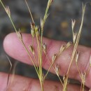 Juncus bufonius L.Juncus bufonius L.