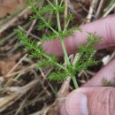 Foeniculum vulgare Mill.Foeniculum vulgare Mill.