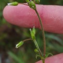 Cerastium fontanum Baumg. subsp. vulgare (Hartm.) Greuter & BurdetCerastium fontanum Baumg. subsp. vulgare (Hartm.) Greuter & Burdet