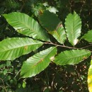 Castanea sativa Mill.Castanea sativa Mill.